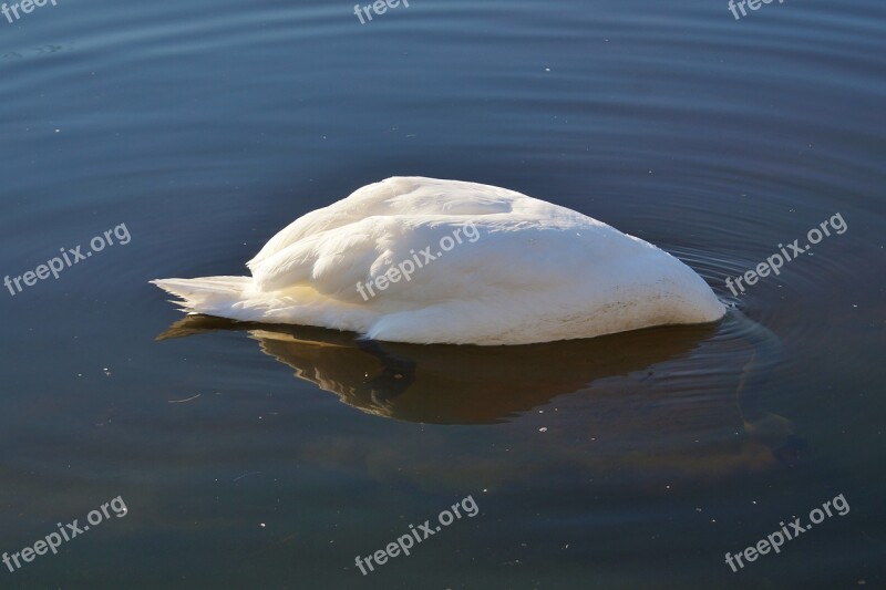 Swan Bird Water Bird Animal White