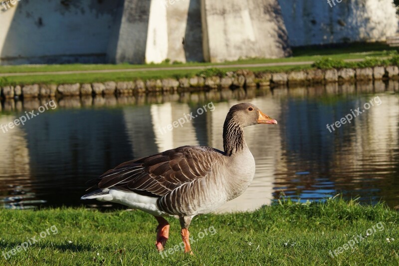 Bird Goose Wild Goose Poultry Animal