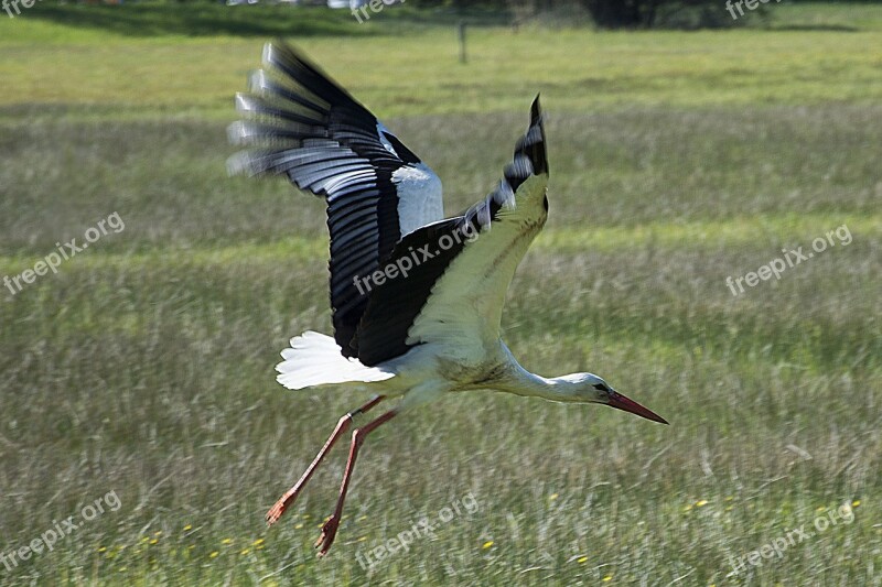 Departure Stork Flight Bird Rattle Stork