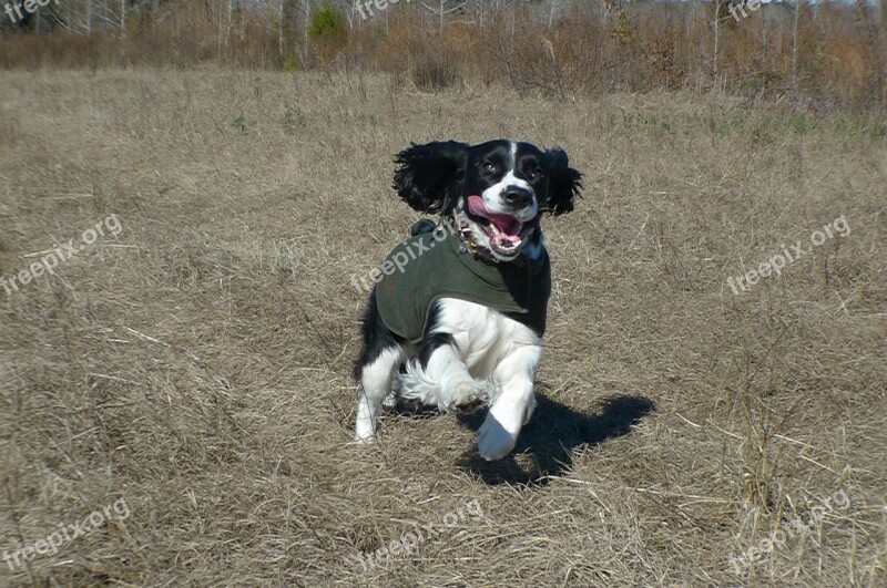 Springer Spaniel Hunting Canine Cute English