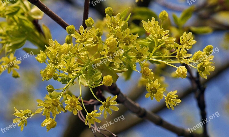 Maple Flowers Tree Branch Blossom Branches Yellow Green