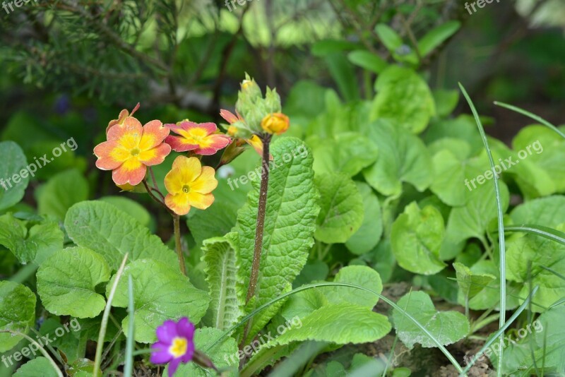 Primula Spring Blooming Tiny Free Photos