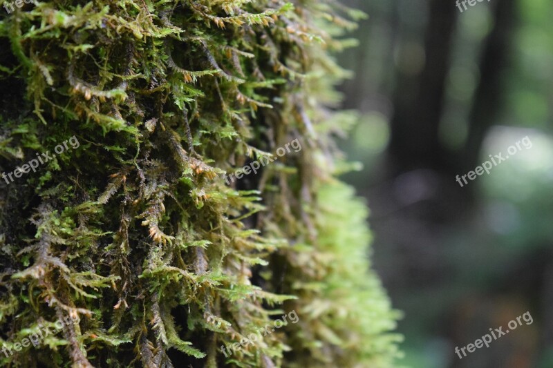 Moss Nature Tree Green Forest