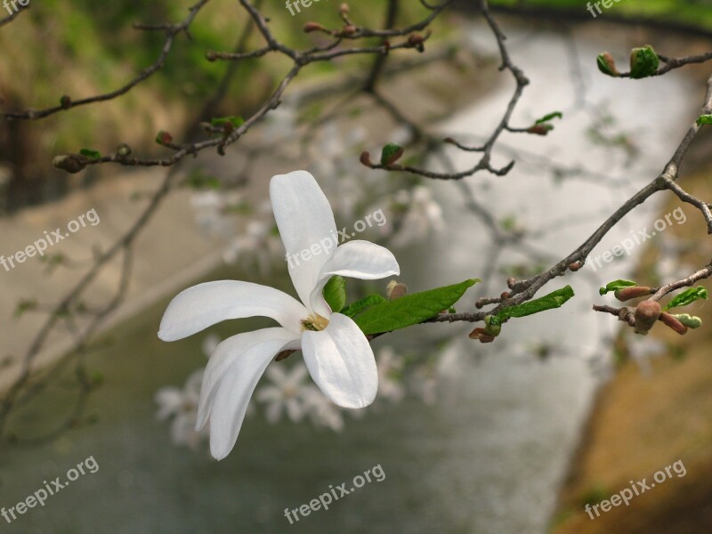 Flower Magnolia Tree Blossom Bloom