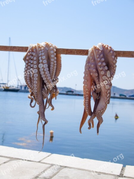 Octopus Sea Naxos Greece Free Photos