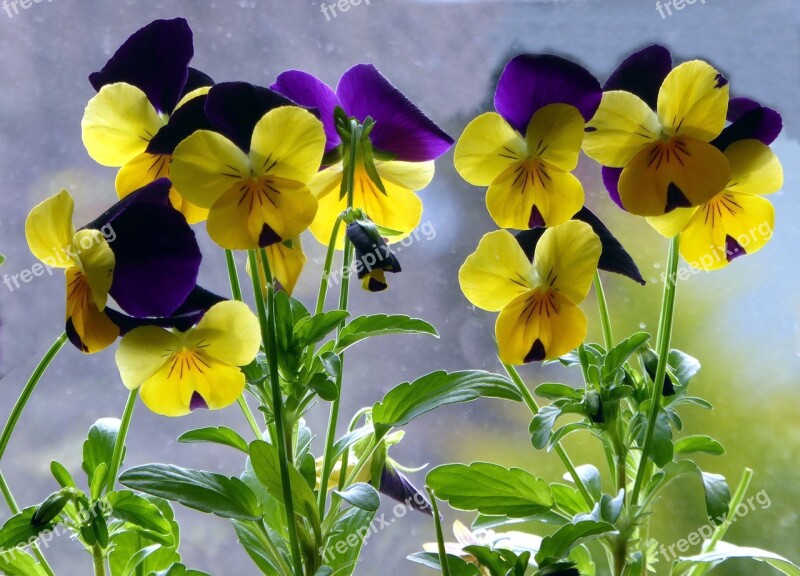 400–500 Spring Close Up Colorful Yellow