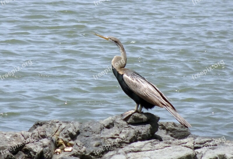 Bird Darter Snakebird Anhingidae Anhinga