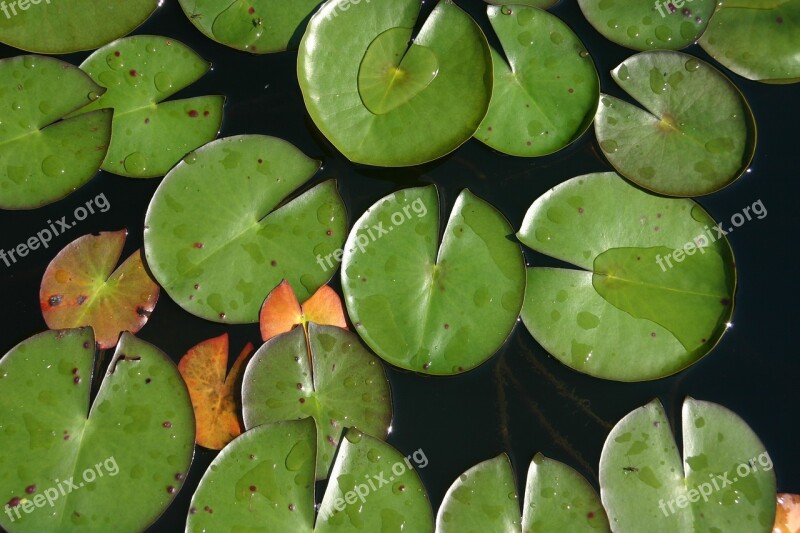 Water Plant Pond Nature Water Garden