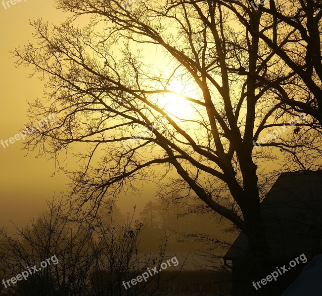 Tree Konary The Sun Winter Leafless