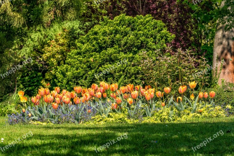 Flowers Tulips Garden Spring Yellow