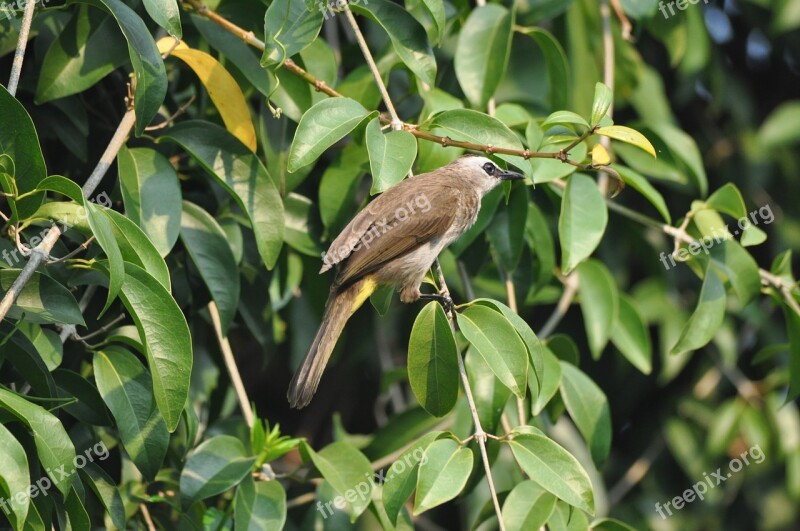 Birds Songbirds Nature Wildlife Feather