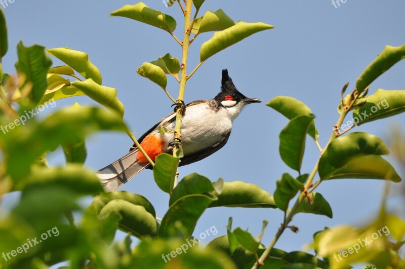 Birds Songbirds Nature Wildlife Feather