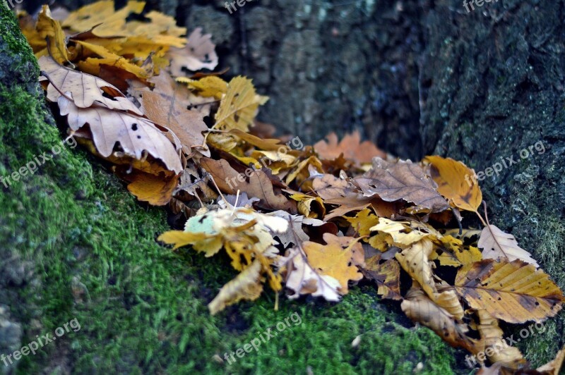 Leaf Autumn Forest Nature Country