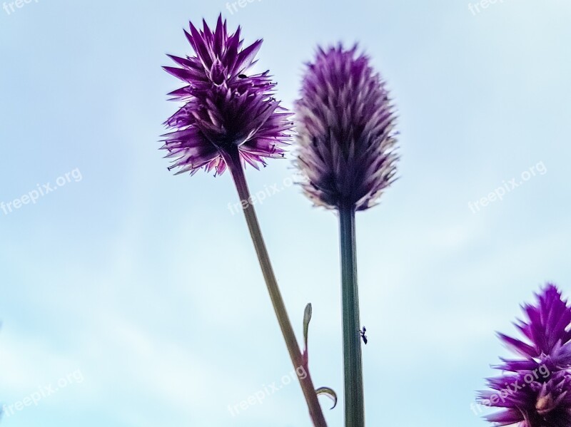 Flower Close-up Ant Sky Beautiful