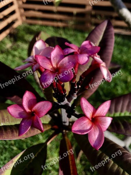 Hawaiian Flower Plumeria Island Red Flower