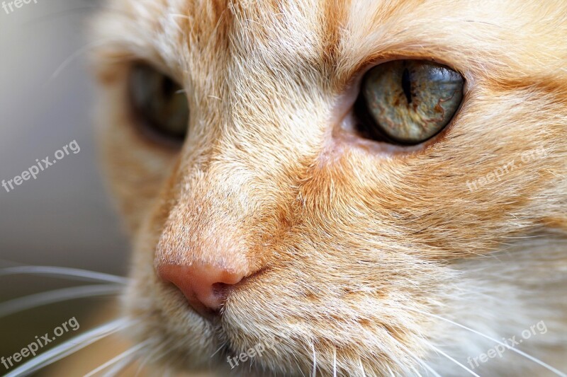 Cat Tomcat Redheaded View Cat's Eyes