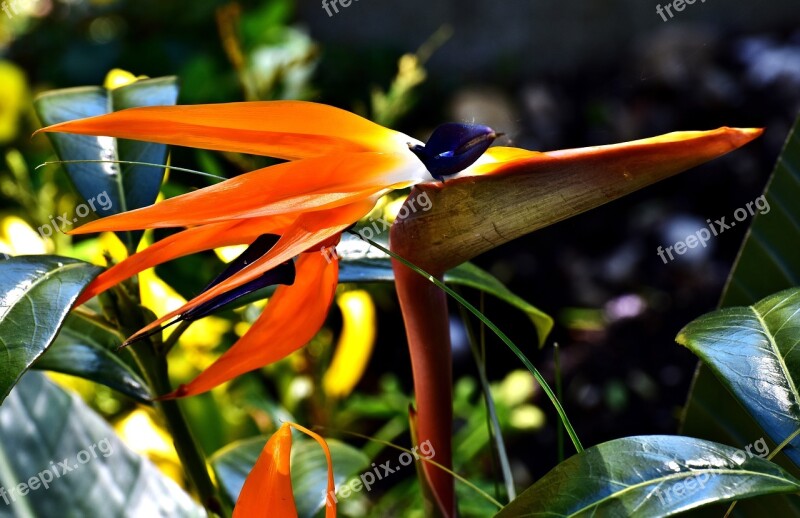 Caudata Flower Bird Of Paradise Flower Ornamental Plant Strelitziaceae