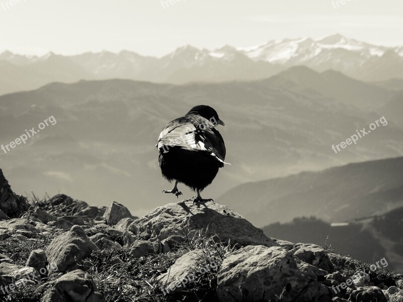 Jackdaw View Landscape Freedom Distant View