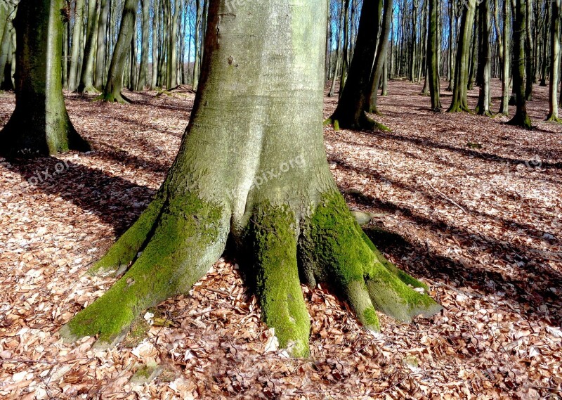 Tree Beech Forest Mood Nature