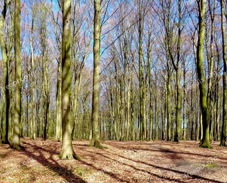 Forest Book Trees Nature Mood