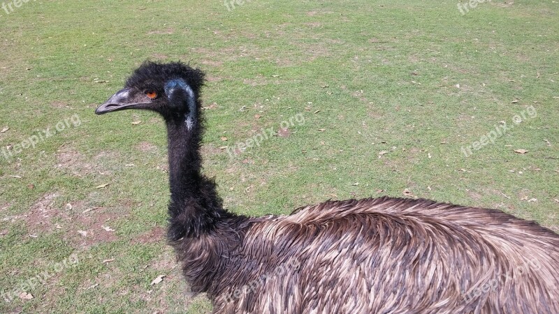 Emu Zoo Pm Outdoor Animal