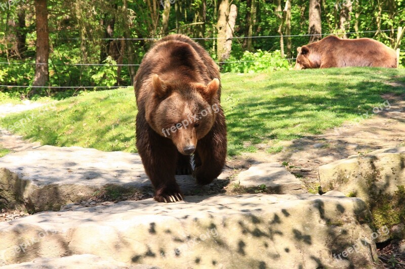 Bear Wildlife Park Brown Bear Free Photos