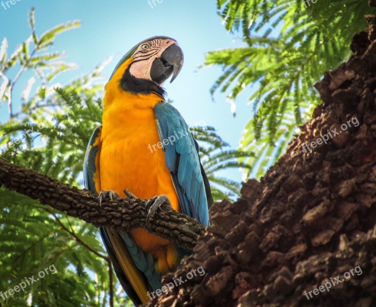 Arara Canindé Blue And Yellow Macaw Parrot Yellow Macaw Bird