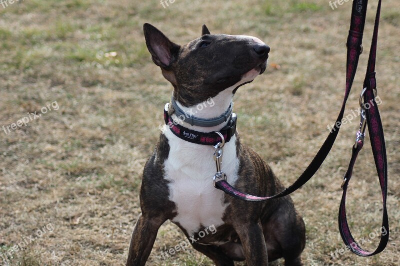 Dog Inmate A Friend Of Man Thoroughbred Animal