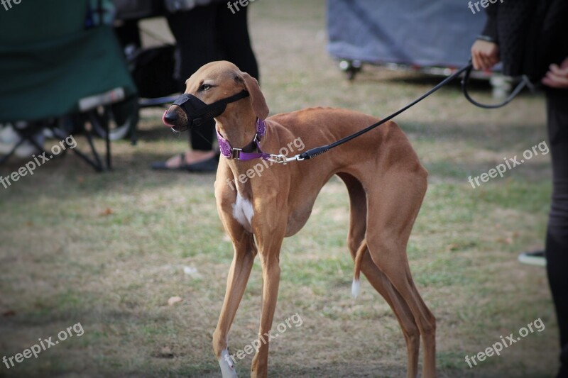 Dog Inmate A Friend Of Man Thoroughbred Animal