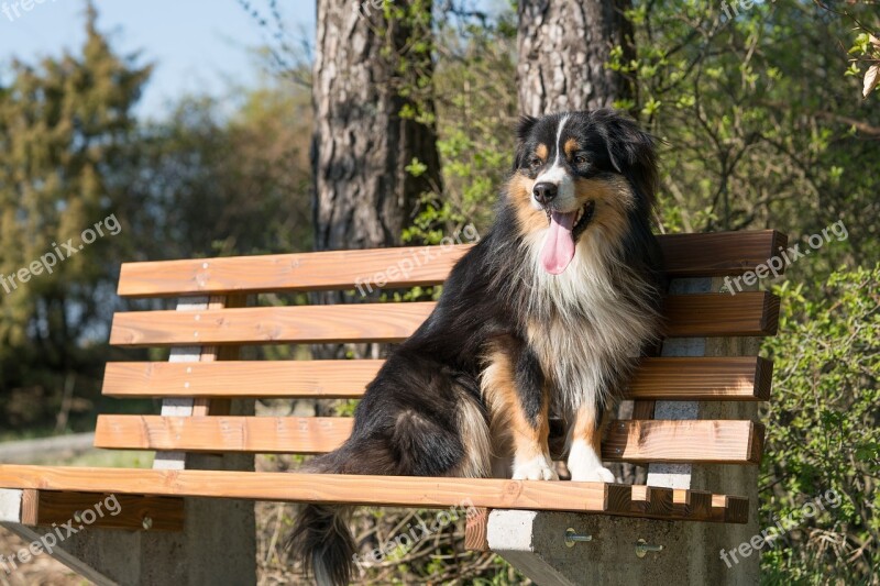 Dog Happy Wait Hike Animal