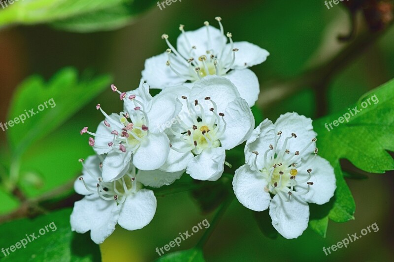 Nature Flower Flowers Plants Garden