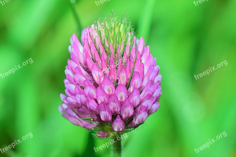 Nature Flowers Orange Flora Red