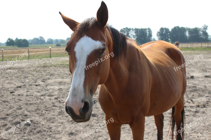 The Horse Stallion Stud Riding Meadow