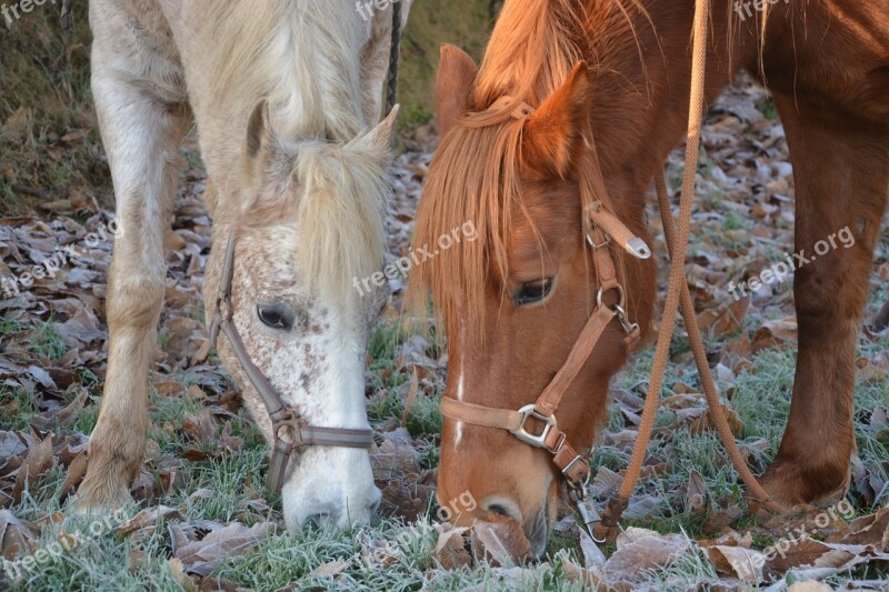 Horses Mares Horse White Brown