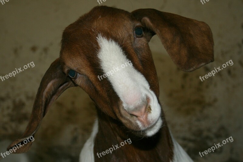 Boer Goat Goat Public Record Farm Kid