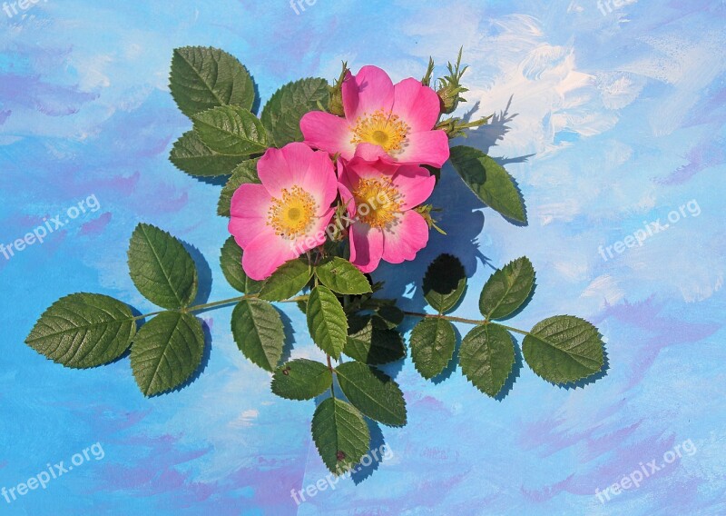 Flowers Wild Rose Plant Blossom Bloom