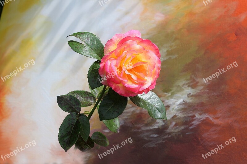 Flower Rose Still Life Pink Rose Pink