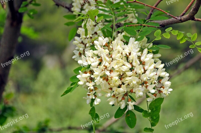 Robinia Flowers Inflorescence Acacia Robinia Pseudoacacia