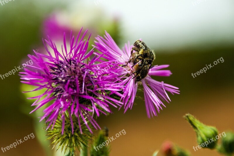 Thistle Carduus Inflorescence Beetles Insects