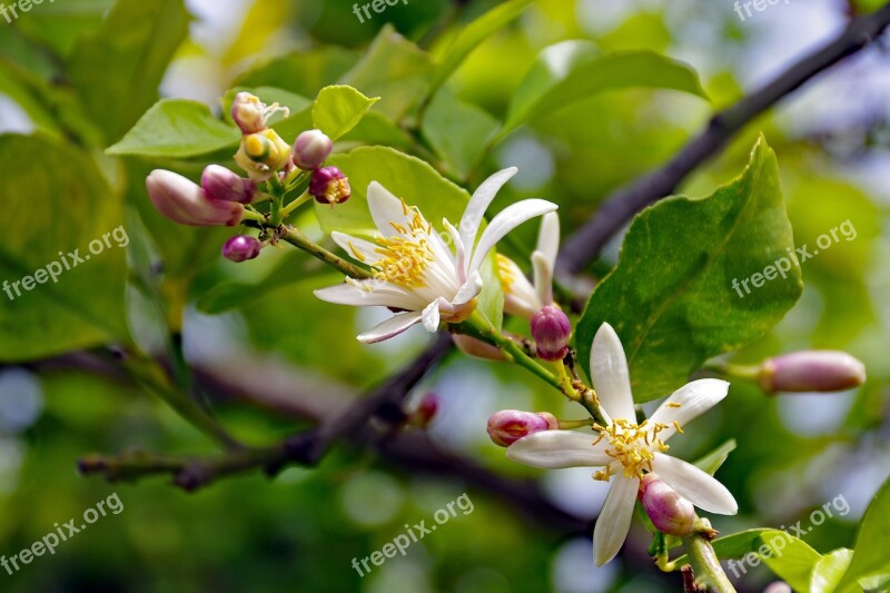 Flowers Lemon Citrus Limon Spring Gems