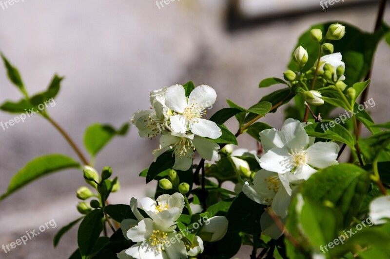 Flowers Filadelfo Spring Shrub Fiore D'angelo