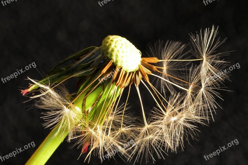 Dandelion Nature Close Up Seeds Flower