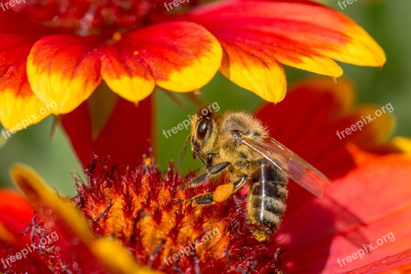 Bee Flower Blossom Bloom Insect