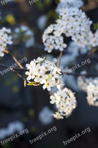 Spring Blooms Blossom Floral Blooming