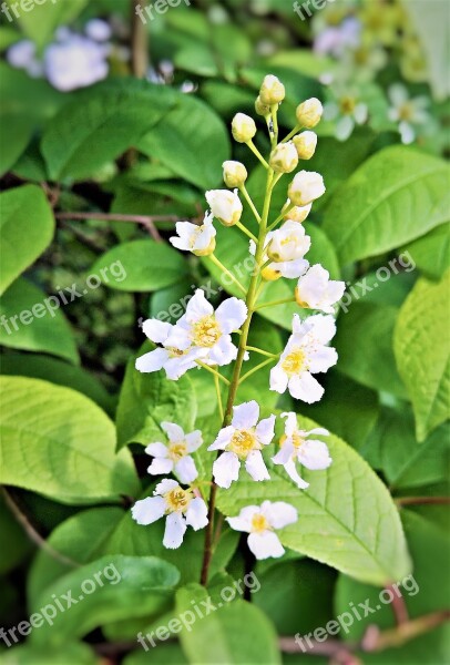 Plant Deutzie Maiblumenstrauch Greenhouse Hydrangea Flower Panicle