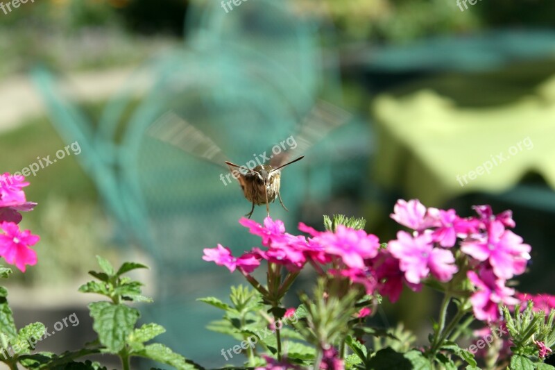 Hummingbird Moth Moth Hawk-moth Insect Fly