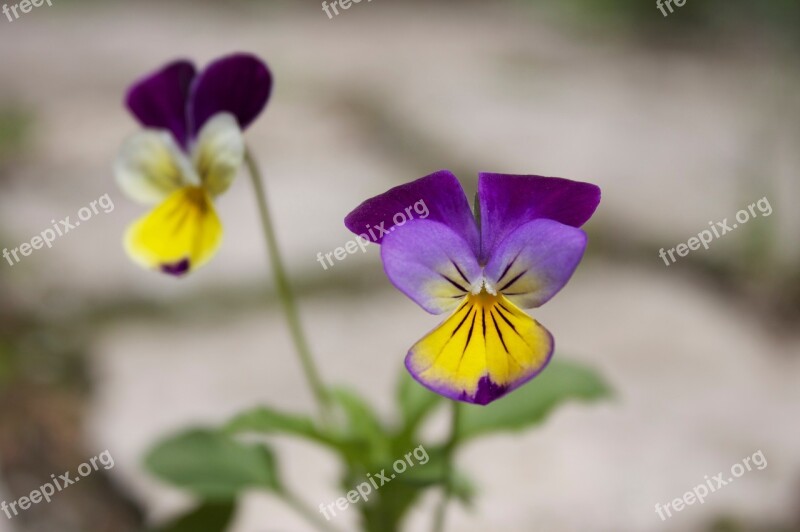 Viola Flower Macro Viola Plant Purple