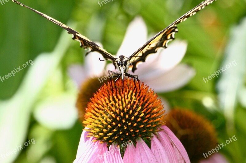 Monarch Butterfly Garden Butterfly Monarch Blossom