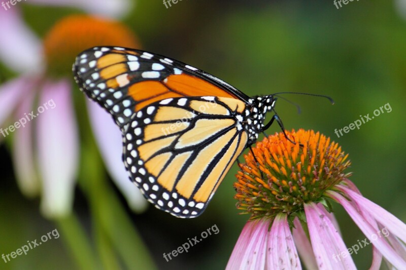 Monarch Butterfly Insect Nature Garden Cone Flower