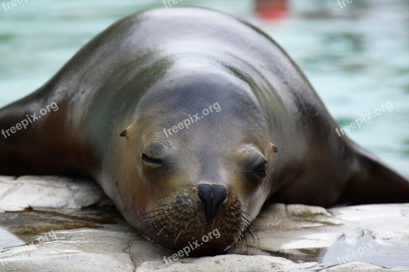 Sea ​​lion Zoo Resting Up Close Closed Eyes